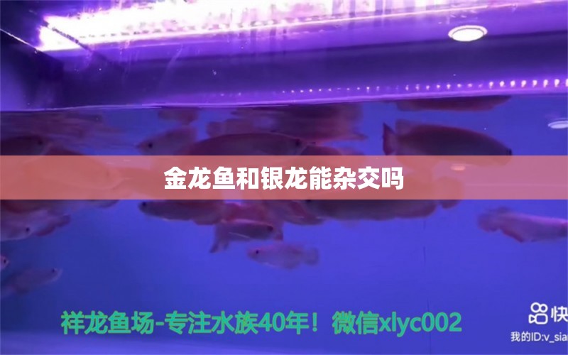 金龍魚和銀龍能雜交嗎