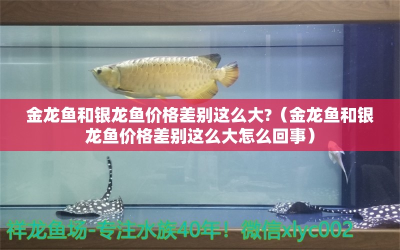 金龍魚和銀龍魚價(jià)格差別這么大?（金龍魚和銀龍魚價(jià)格差別這么大怎么回事）