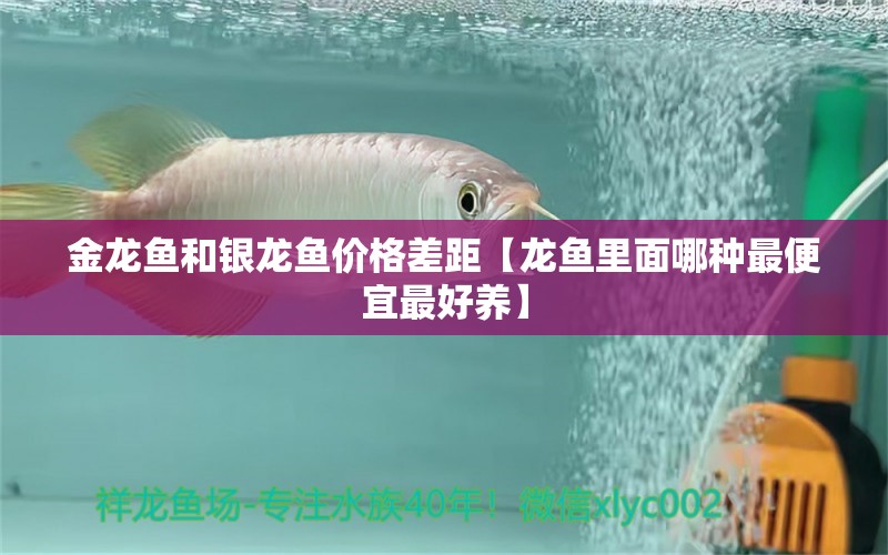 金龍魚和銀龍魚價(jià)格差距【龍魚里面哪種最便宜最好養(yǎng)】 銀龍魚