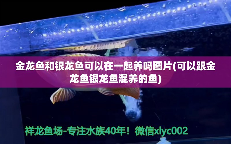 金龍魚和銀龍魚可以在一起養(yǎng)嗎圖片(可以跟金龍魚銀龍魚混養(yǎng)的魚) 銀龍魚百科 第1張