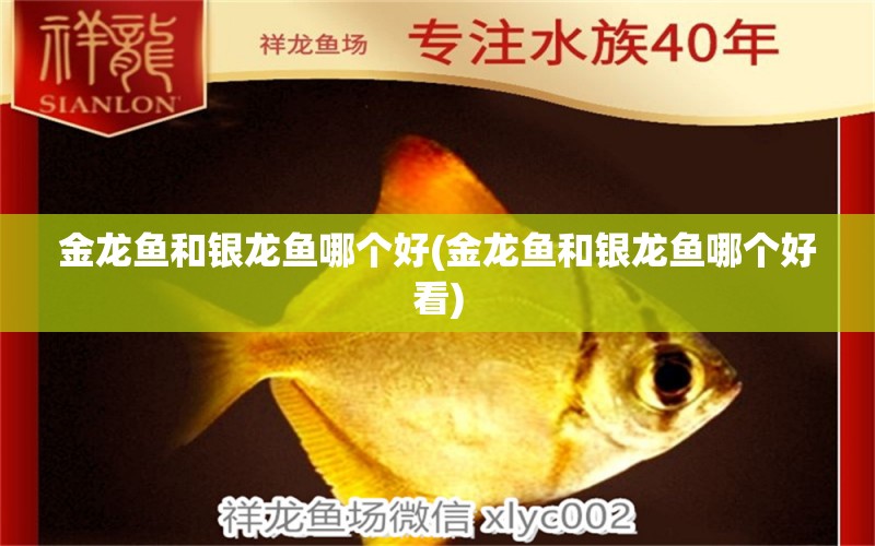 金龍魚和銀龍魚哪個好(金龍魚和銀龍魚哪個好看)