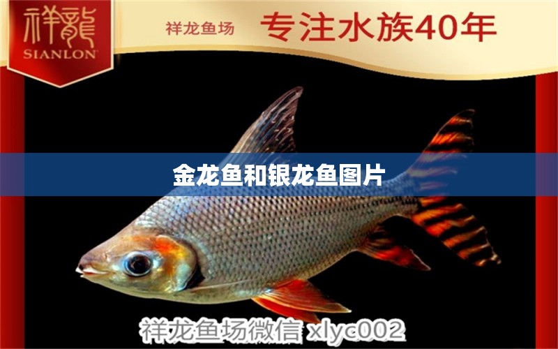 金龍魚和銀龍魚圖片