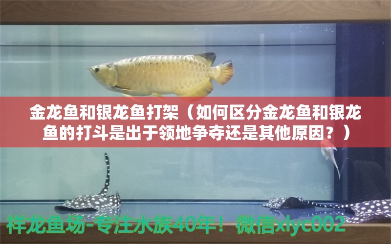 金龍魚和銀龍魚打架（如何區(qū)分金龍魚和銀龍魚的打斗是出于領(lǐng)地爭奪還是其他原因？） 水族問答 第2張