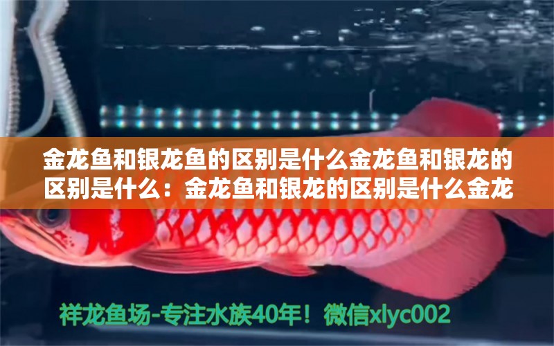 金龍魚(yú)和銀龍魚(yú)的區(qū)別是什么金龍魚(yú)和銀龍的區(qū)別是什么：金龍魚(yú)和銀龍的區(qū)別是什么金龍魚(yú)和銀龍的區(qū)別是什么 龍魚(yú)百科 第2張