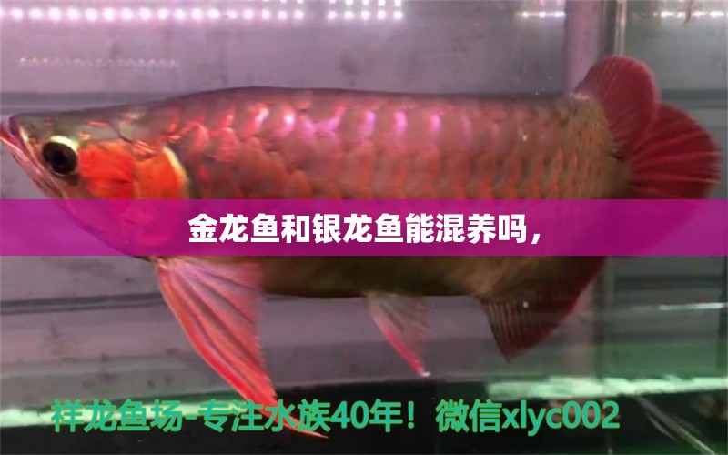 金龍魚和銀龍魚能混養(yǎng)嗎，