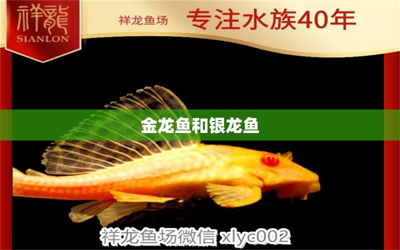 金龍魚和銀龍魚 銀龍魚