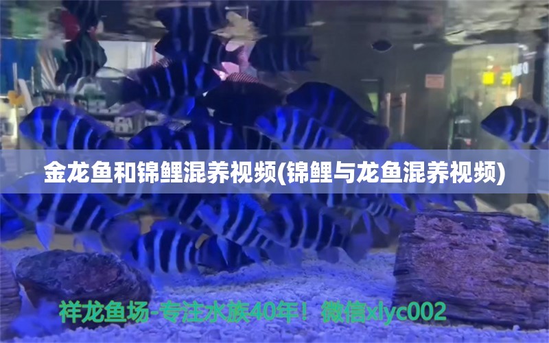 金龍魚(yú)和錦鯉混養(yǎng)視頻(錦鯉與龍魚(yú)混養(yǎng)視頻) 觀賞魚(yú)批發(fā) 第1張