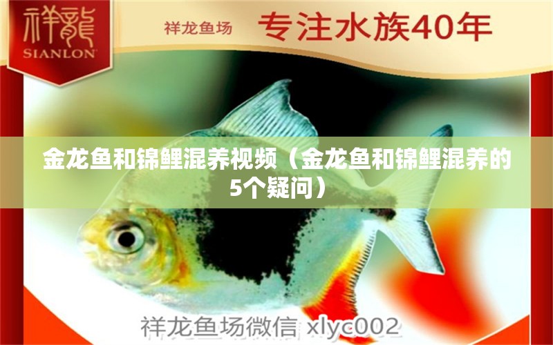 金龍魚和錦鯉混養(yǎng)視頻（金龍魚和錦鯉混養(yǎng)的5個疑問） 水族問答 第1張