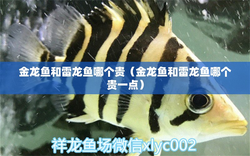 金龍魚和雷龍魚哪個貴（金龍魚和雷龍魚哪個貴一點） 祥龍水族醫(yī)院