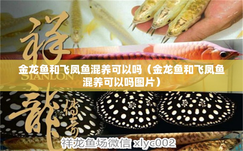 金龍魚和飛鳳魚混養(yǎng)可以嗎（金龍魚和飛鳳魚混養(yǎng)可以嗎圖片）