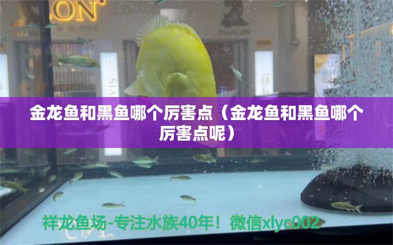 金龍魚和黑魚哪個厲害點（金龍魚和黑魚哪個厲害點呢）