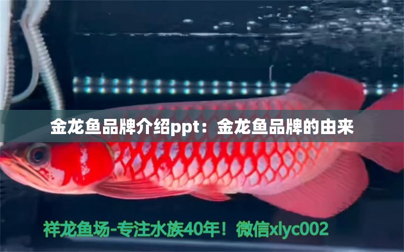 金龍魚品牌介紹ppt：金龍魚品牌的由來