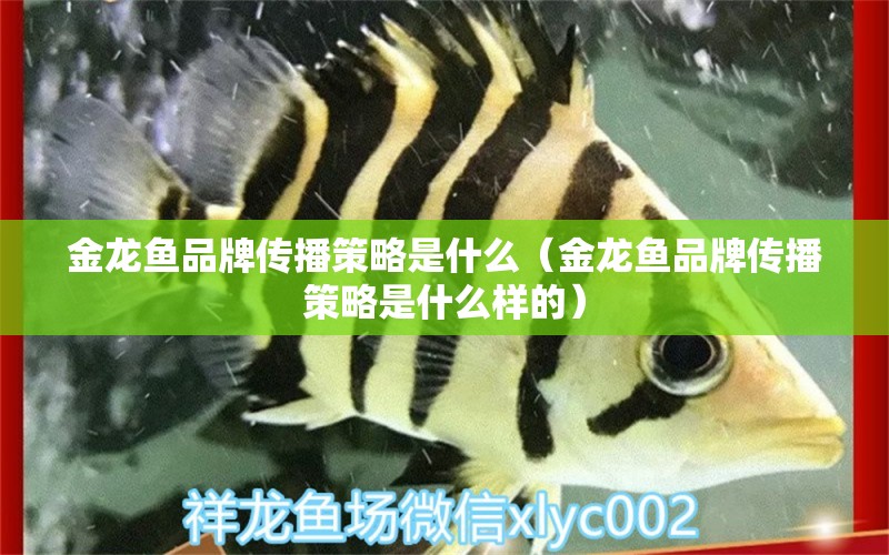 金龍魚品牌傳播策略是什么（金龍魚品牌傳播策略是什么樣的）