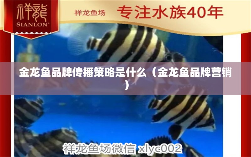 金龍魚品牌傳播策略是什么（金龍魚品牌營銷） 觀賞魚批發(fā)