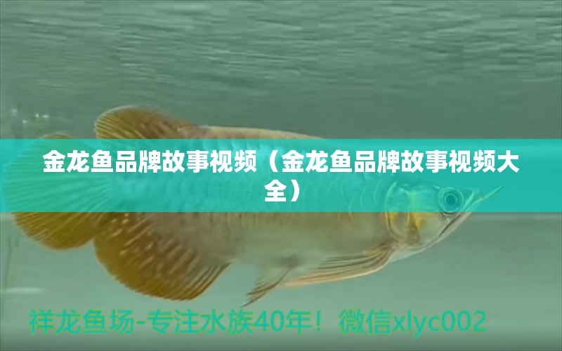 金龍魚(yú)品牌故事視頻（金龍魚(yú)品牌故事視頻大全）