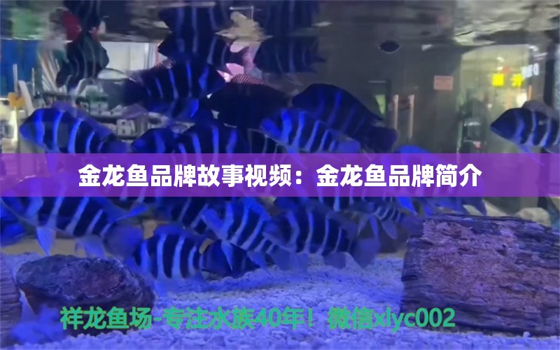 金龍魚品牌故事視頻：金龍魚品牌簡介