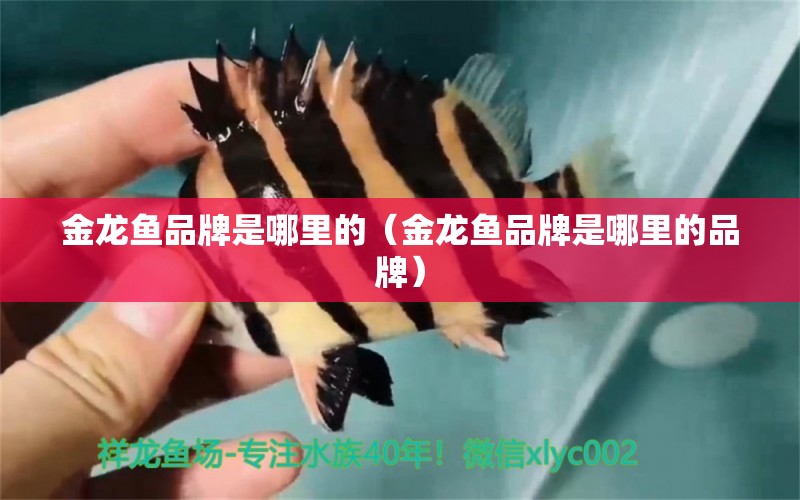 金龍魚品牌是哪里的（金龍魚品牌是哪里的品牌） 龍魚百科