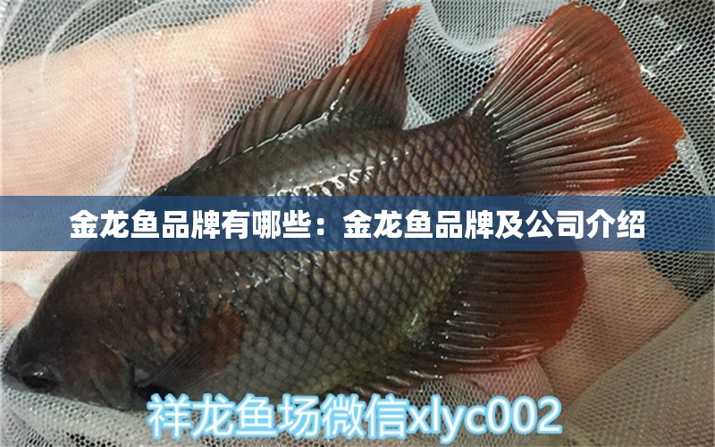 金龍魚品牌有哪些：金龍魚品牌及公司介紹