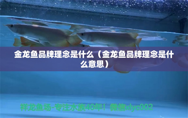 金龍魚品牌理念是什么（金龍魚品牌理念是什么意思）