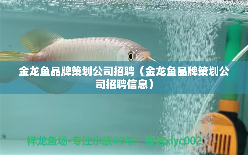 金龍魚品牌策劃公司招聘（金龍魚品牌策劃公司招聘信息） 觀賞魚市場（混養(yǎng)魚）