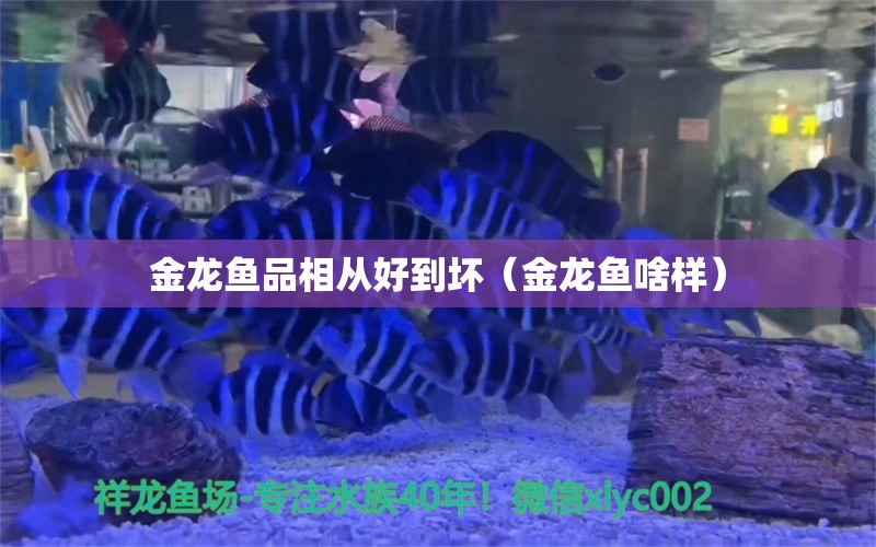 金龍魚品相從好到壞（金龍魚啥樣）