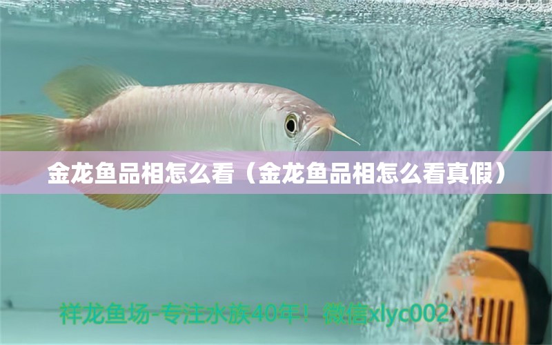 金龍魚品相怎么看（金龍魚品相怎么看真假） 祥龍水族醫(yī)院