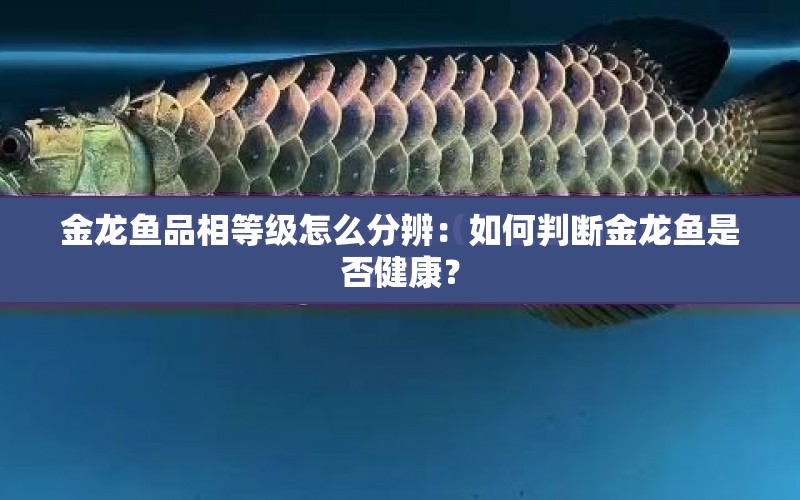 金龍魚品相等級(jí)怎么分辨：如何判斷金龍魚是否健康？