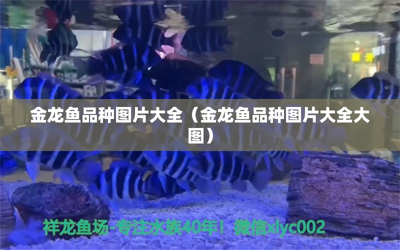 金龍魚品種圖片大全（金龍魚品種圖片大全大圖） 噴點(diǎn)菠蘿魚