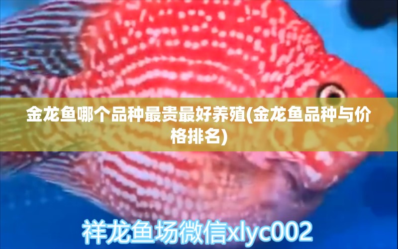 金龍魚(yú)哪個(gè)品種最貴最好養(yǎng)殖(金龍魚(yú)品種與價(jià)格排名) 三色錦鯉魚(yú)