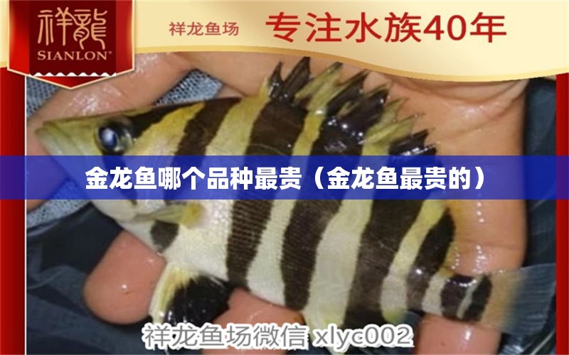 金龍魚哪個品種最貴（金龍魚最貴的） 觀賞魚