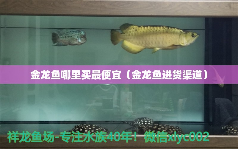 金龍魚哪里買最便宜（金龍魚進(jìn)貨渠道） 銀龍魚百科 第1張