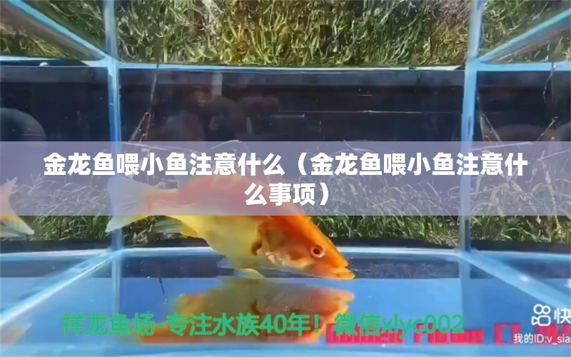 金龍魚(yú)喂小魚(yú)注意什么（金龍魚(yú)喂小魚(yú)注意什么事項(xiàng)）