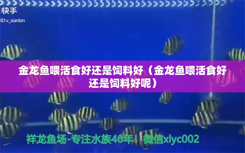 金龍魚喂活食好還是飼料好（金龍魚喂活食好還是飼料好呢）