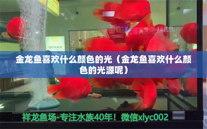 金龍魚喜歡什么顏色的光（金龍魚喜歡什么顏色的光源呢）