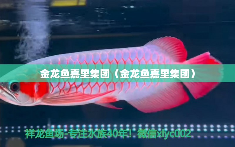 金龍魚嘉里集團（金龍魚嘉里集團）