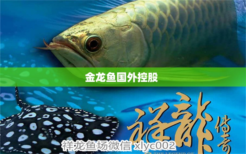 金龍魚國外控股  藍(lán)底過背金龍魚 第2張