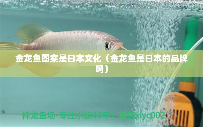 金龍魚圖案是日本文化（金龍魚是日本的品牌嗎）