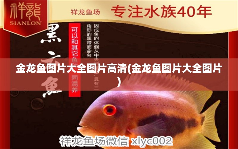 金龍魚圖片大全圖片高清(金龍魚圖片大全圖片) 恐龍王魚