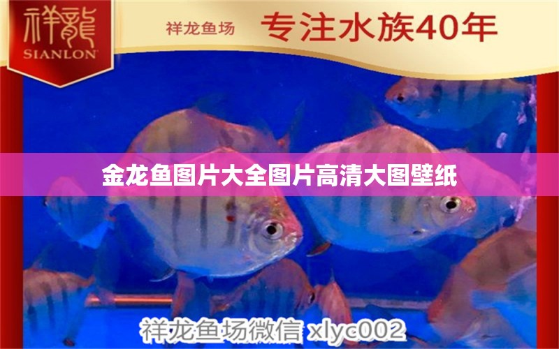 金龍魚圖片大全圖片高清大圖壁紙 祥龍魚場