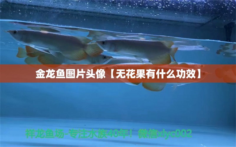 金龍魚(yú)圖片頭像【無(wú)花果有什么功效】