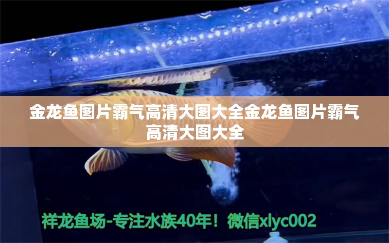 金龍魚圖片霸氣高清大圖大全金龍魚圖片霸氣高清大圖大全