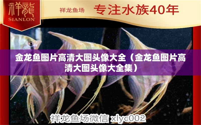 金龍魚圖片高清大圖頭像大全（金龍魚圖片高清大圖頭像大全集）