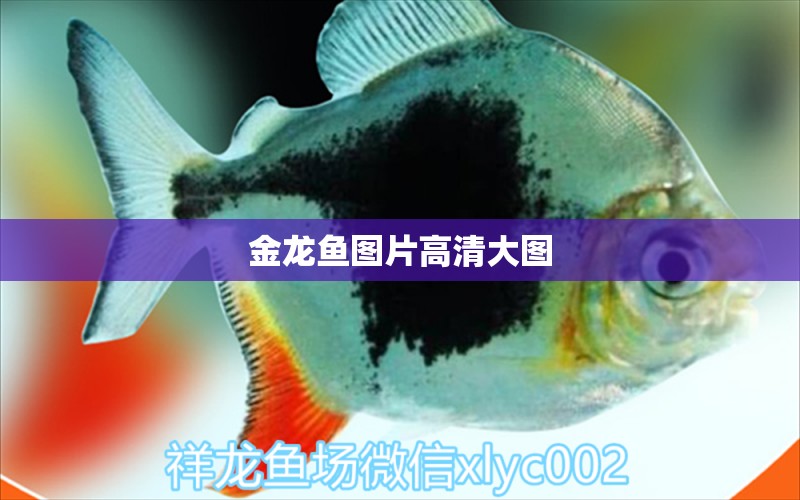 金龍魚(yú)圖片高清大圖