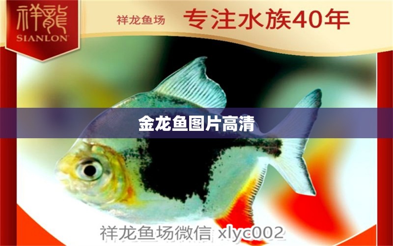 金龍魚(yú)圖片高清 龍魚(yú)批發(fā)