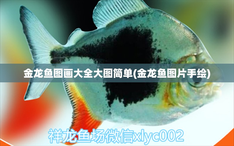 金龍魚圖畫大全大圖簡單(金龍魚圖片手繪) 喂食器