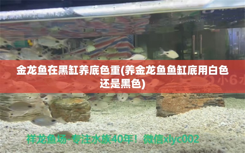 金龍魚在黑缸養(yǎng)底色重(養(yǎng)金龍魚魚缸底用白色還是黑色) 定時(shí)器/自控系統(tǒng) 第1張