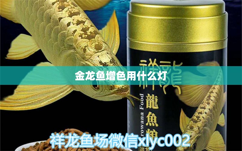 金龍魚增色用什么燈 龍魚百科 第2張