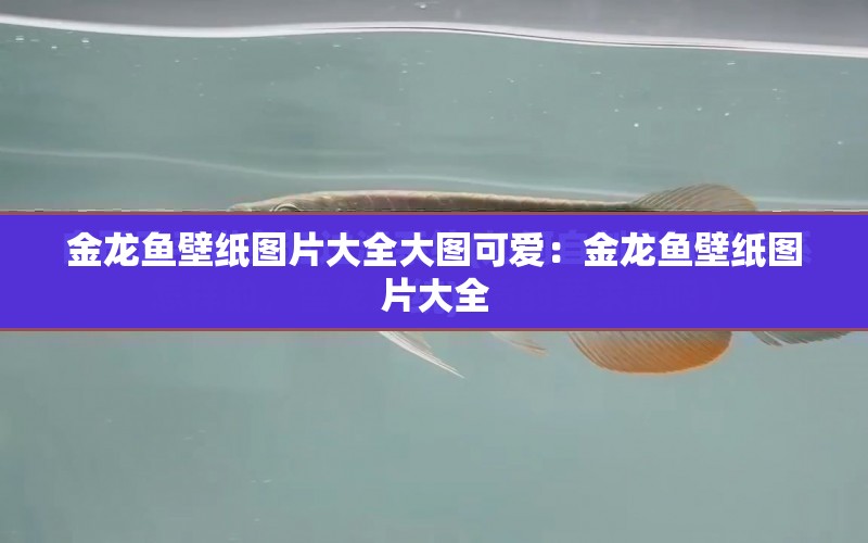 金龍魚壁紙圖片大全大圖可愛：金龍魚壁紙圖片大全 水族問答