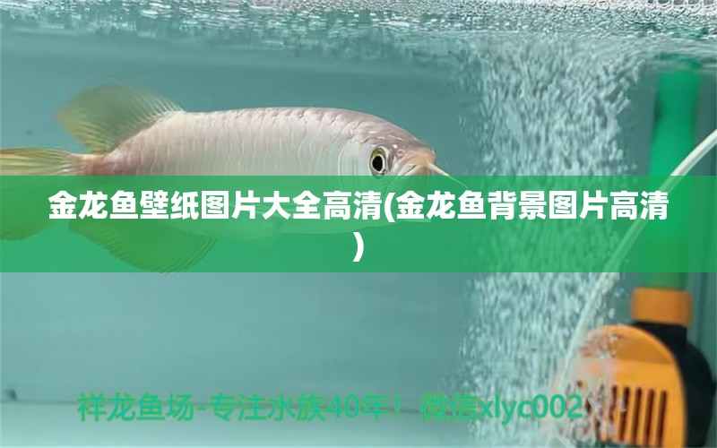 金龍魚壁紙圖片大全高清(金龍魚背景圖片高清) 熱帶魚魚苗批發(fā)