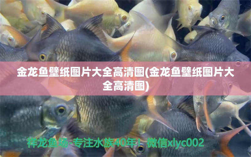 金龍魚壁紙圖片大全高清圖(金龍魚壁紙圖片大全高清圖)